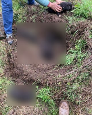 Illustration de l'article : Enterré vivant avec ses 5 frères et soeurs, un chiot se bat pour rester en vie et être l'unique témoin de cet acte inqualifiable