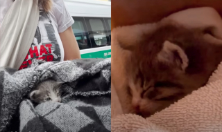 Illustration de l'article : Elle d&eacute;couvre un minuscule chaton dans sa chambre d'h&ocirc;tel et comprend vite qu'elle ne pourra plus se passer de lui malgr&eacute; sa vie de globe-trotter