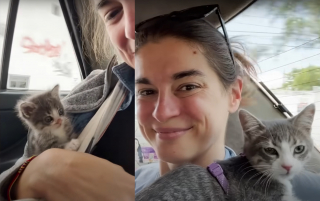 Illustration de l'article : Elle d&eacute;couvre un minuscule chaton dans sa chambre d'h&ocirc;tel et comprend vite qu'elle ne pourra plus se passer de lui malgr&eacute; sa vie de globe-trotter