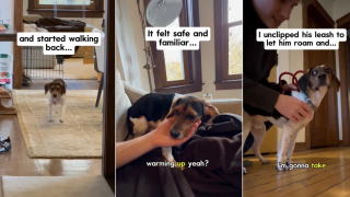 Illustration de l'article : « Il a choisi le courage », un chien en famille d’accueil surmonte enfin sa peur du contact humain (vidéo)