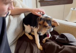 Illustration de l'article : « Il a choisi le courage », un chien en famille d’accueil surmonte enfin sa peur du contact humain (vidéo)