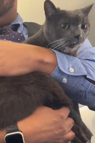 Illustration de l'article : Un chat espi&egrave;gle s&rsquo;&eacute;chappe dans un avion bond&eacute; et s&rsquo;invite dans la v&eacute;rification de s&eacute;curit&eacute; du steward (vid&eacute;o)