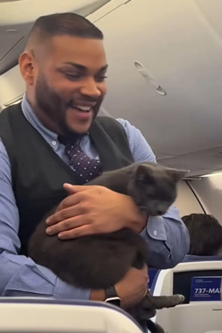Illustration de l'article : Un chat espi&egrave;gle s&rsquo;&eacute;chappe dans un avion bond&eacute; et s&rsquo;invite dans la v&eacute;rification de s&eacute;curit&eacute; du steward (vid&eacute;o)