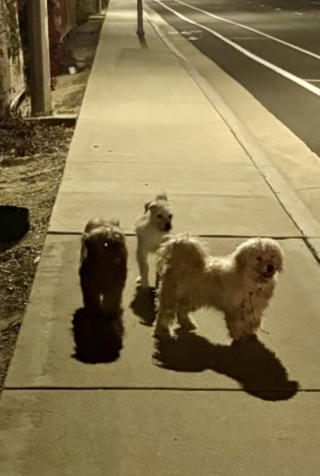 Illustration de l'article : &laquo; Les miracles se produisent encore &raquo;, une femme sauve 3 chiens abandonn&eacute;s et d&eacute;couvre que l&rsquo;un d&rsquo;eux cachait un secret (vid&eacute;o)