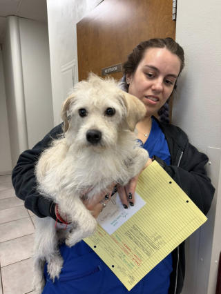 Illustration de l'article : &laquo; Les miracles se produisent encore &raquo;, une femme sauve 3 chiens abandonn&eacute;s et d&eacute;couvre que l&rsquo;un d&rsquo;eux cachait un secret (vid&eacute;o)