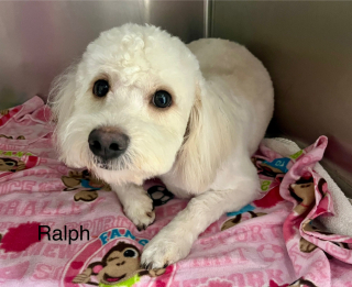 Illustration de l'article : &laquo; Les miracles se produisent encore &raquo;, une femme sauve 3 chiens abandonn&eacute;s et d&eacute;couvre que l&rsquo;un d&rsquo;eux cachait un secret (vid&eacute;o)