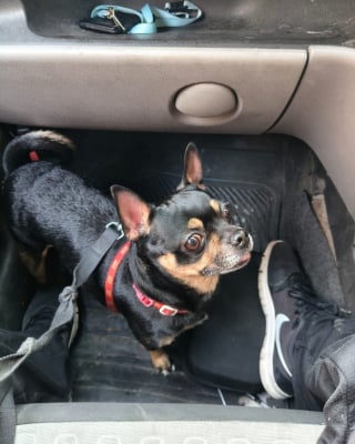 Illustration de l'article : Se voyant proposer un petit chien tremblant contre une poign&eacute;e d'euros, elle accepte pour le sauver et apprend qu'on le cherchait d&eacute;sesp&eacute;r&eacute;ment 