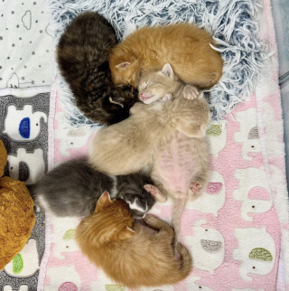 Illustration de l'article : D&eacute;termin&eacute;e &agrave; sauver la vie de 6 chatons orphelins et &acirc;g&eacute;s de 4 jours, une b&eacute;n&eacute;vole devient leur maman de substitution