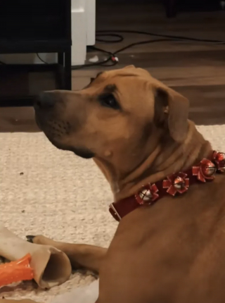 Illustration de l'article : Adopt&eacute;e dans un refuge, cette chienne est subjugu&eacute;e par le sapin de No&euml;l qu'elle voit pour la premi&egrave;re fois de sa vie (vid&eacute;o)