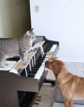 Illustration de l'article : &laquo; Ils sont super talentueux &raquo;, un chien et un chat fusionnels apprennent &agrave; jouer du piano (vid&eacute;o)