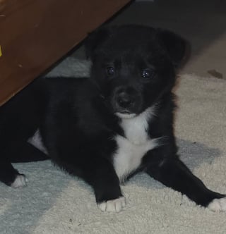 Illustration de l'article : L'unique survivante d'une portée de chiots enterrés s'accroche toujours à la vie malgré ses terribles lésions, le refuge donne de ses nouvelles