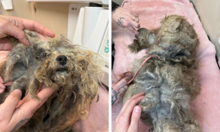 Illustration de l'article : Attach&eacute;e dans la neige, bless&eacute;e et isol&eacute;e, cette chienne au pelage emm&ecirc;l&eacute; &agrave; l'extr&ecirc;me profite de sa toute premi&egrave;re s&eacute;ance de toilettage