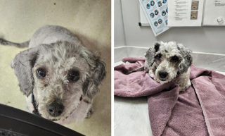 Illustration de l'article : Attach&eacute;e dans la neige, bless&eacute;e et isol&eacute;e, cette chienne au pelage emm&ecirc;l&eacute; &agrave; l'extr&ecirc;me profite de sa toute premi&egrave;re s&eacute;ance de toilettage