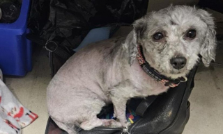 Illustration de l'article : Attach&eacute;e dans la neige, bless&eacute;e et isol&eacute;e, cette chienne au pelage emm&ecirc;l&eacute; &agrave; l'extr&ecirc;me profite de sa toute premi&egrave;re s&eacute;ance de toilettage