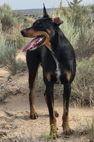 Illustration de l'article : En pleine promenade avec son adoptante, un chien se fait tirer dessus par un inconnu et survit &agrave; 5 balles dans le corps