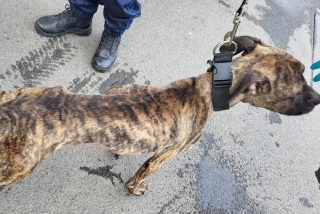 Illustration de l'article : Secouru par la police apr&egrave;s un signalement, ce chien squelettique re&ccedil;oit pour la premi&egrave;re fois des soins et de l&rsquo;attention