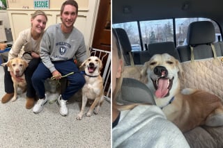 Illustration de l'article : Un chien abandonn&eacute; attend impuissant le retour de ses ma&icirc;tres avant que le destin ne finisse par lui sourire