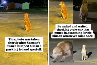 Illustration de l'article : Un chien abandonn&eacute; attend impuissant le retour de ses ma&icirc;tres avant que le destin ne finisse par lui sourire