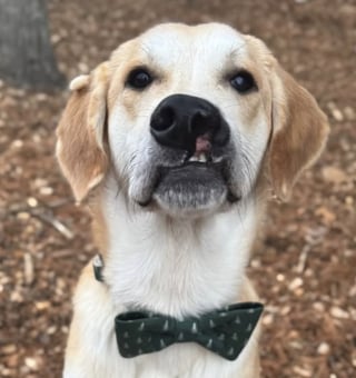 Illustration de l'article : Un chien abandonn&eacute; attend impuissant le retour de ses ma&icirc;tres avant que le destin ne finisse par lui sourire