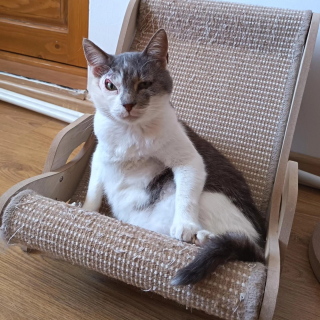 Illustration de l'article : Malgr&eacute; son expression constamment suspicieuse due &agrave; une ancienne blessure, ce chat esp&egrave;re enfin trouver des humains pr&ecirc;ts &agrave; l&rsquo;aimer