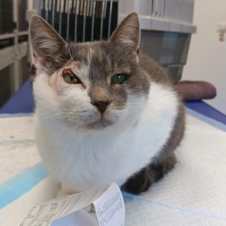 Illustration de l'article : Malgr&eacute; son expression constamment suspicieuse due &agrave; une ancienne blessure, ce chat esp&egrave;re enfin trouver des humains pr&ecirc;ts &agrave; l&rsquo;aimer