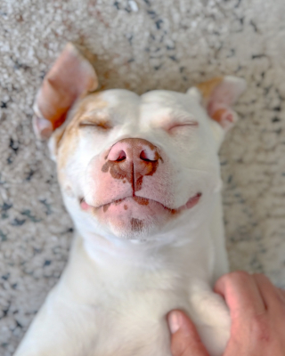 Illustration de l'article : Une chienne sourde, s&eacute;par&eacute;e de sa fille depuis des ann&eacute;es, retrouve enfin son chiot gr&acirc;ce &agrave; un test ADN (vid&eacute;o)