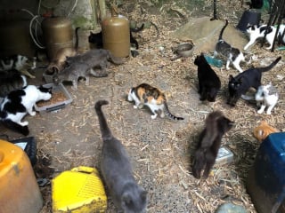 Illustration de l'article : Une dame en difficult&eacute; d&eacute;tenait plus de 100 chats, des b&eacute;n&eacute;voles lancent une importante op&eacute;ration pour leur offrir des conditions de vie meilleures