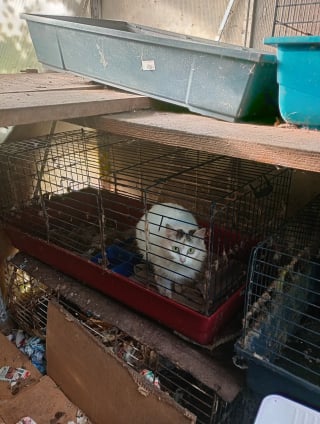 Illustration de l'article : Une dame en difficult&eacute; d&eacute;tenait plus de 100 chats, des b&eacute;n&eacute;voles lancent une importante op&eacute;ration pour leur offrir des conditions de vie meilleures