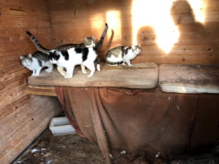 Illustration de l'article : Une dame en difficult&eacute; d&eacute;tenait plus de 100 chats, des b&eacute;n&eacute;voles lancent une importante op&eacute;ration pour leur offrir des conditions de vie meilleures