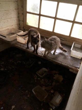 Illustration de l'article : Une dame en difficult&eacute; d&eacute;tenait plus de 100 chats, des b&eacute;n&eacute;voles lancent une importante op&eacute;ration pour leur offrir des conditions de vie meilleures