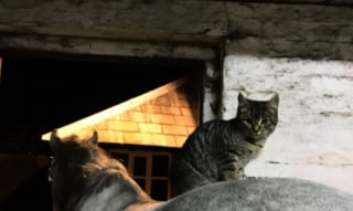 Illustration de l'article : Pensant avoir affaire à une chatte errante s'aventurant dans sa ferme, elle reconnaît un visage familier qu'elle n'a pas vu depuis 7 ans (vidéo)