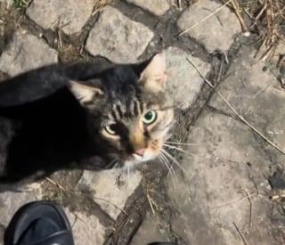 Illustration de l'article : Pensant avoir affaire à une chatte errante s'aventurant dans sa ferme, elle reconnaît un visage familier qu'elle n'a pas vu depuis 7 ans (vidéo)