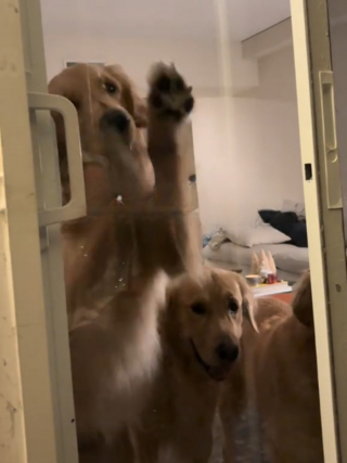 Illustration de l'article : Accidentellement enferm&eacute;e dehors par ses Golden Retrievers, une famille attend 2 heures avant d'&ecirc;tre secourue (vid&eacute;o)