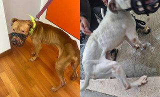 Illustration de l'article : Laissés sans soins ni nourriture par leurs propriétaires partis en vacances, 2 chiens faméliques remontent la pente et obtiennent justice