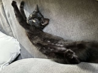 Illustration de l'article : Déterminé à quitter le tas de déchets où il a été abandonné, ce chaton se précipite vers des bénévoles en miaulant de toutes ses forces (vidéo)