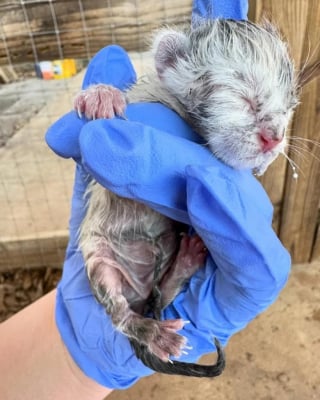 Illustration de l'article : Atteints de gelures et livrés à leur sort sur un quai de chargement, des chatons nouveau-nés font une rencontre qui change leur destin