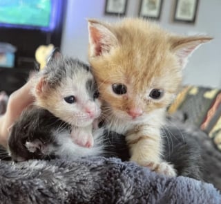 Illustration de l'article : Atteints de gelures et livrés à leur sort sur un quai de chargement, des chatons nouveau-nés font une rencontre qui change leur destin
