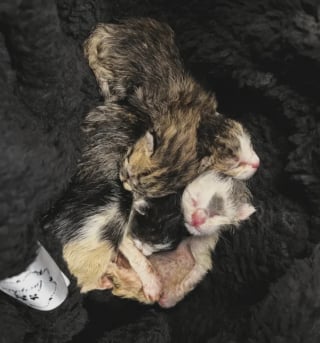 Illustration de l'article : Atteints de gelures et livrés à leur sort sur un quai de chargement, des chatons nouveau-nés font une rencontre qui change leur destin