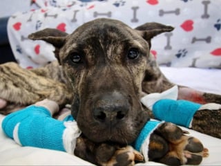 Illustration de l'article : 5 ans apr&egrave;s son sauvetage inesp&eacute;r&eacute; et ayant inspir&eacute; une loi, ce chien revenu de loin sera &agrave; l'honneur sur grand &eacute;cran