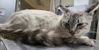 Illustration de l'article : Un chat perdu à 8 heures de chez lui bondit vers le téléphone en reconnaissant la voix de sa propriétaire