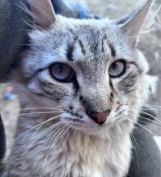 Illustration de l'article : Un chat perdu à 8 heures de chez lui bondit vers le téléphone en reconnaissant la voix de sa propriétaire