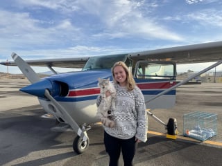 Illustration de l'article : Un chat perdu à 8 heures de chez lui bondit vers le téléphone en reconnaissant la voix de sa propriétaire