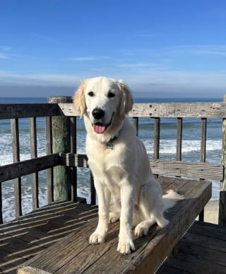 Illustration de l'article : Ils disaient qu&rsquo;adopter un chien &eacute;tait une mauvaise id&eacute;e, ces parents sont d&eacute;sormais compl&egrave;tement gagas du toutou de la famille (vid&eacute;o)