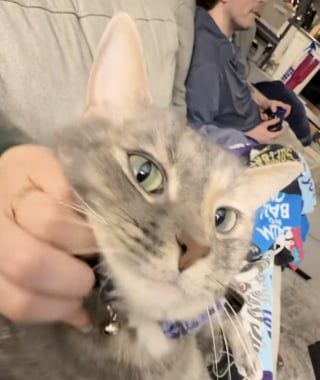 Illustration de l'article : En rentrant d&rsquo;un rendez-vous, un couple panique en voyant leur chatte boiter et d&eacute;couvre finalement la v&eacute;rit&eacute; chez le v&eacute;t&eacute;rinaire (vid&eacute;o)