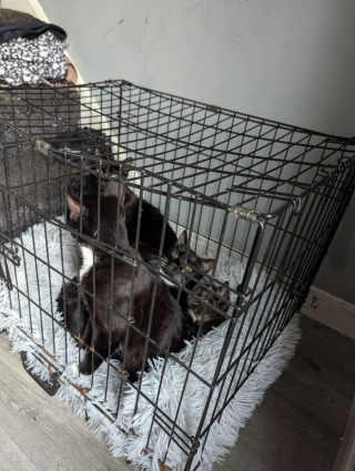 Illustration de l'article : Une promeneuse voit le conducteur d'une fourgonnette déposer une cage dans la rue, ce qu'elle découvre à l'intérieur la pousse à agir sans hésiter