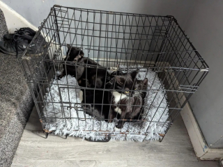 Illustration de l'article : Une promeneuse voit le conducteur d'une fourgonnette déposer une cage dans la rue, ce qu'elle découvre à l'intérieur la pousse à agir sans hésiter