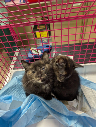 Illustration de l'article : Une promeneuse voit le conducteur d'une fourgonnette déposer une cage dans la rue, ce qu'elle découvre à l'intérieur la pousse à agir sans hésiter