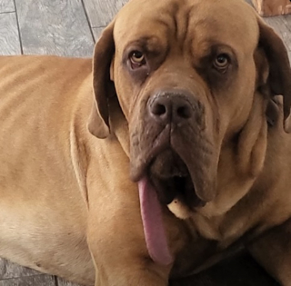 Illustration de l'article : Ce chien fait son entr&eacute;e au Guinness des Records pour une particularit&eacute; physique &eacute;tonnante (vid&eacute;o)