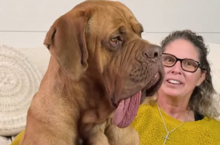 Illustration de l'article : Ce chien fait son entr&eacute;e au Guinness des Records pour une particularit&eacute; physique &eacute;tonnante (vid&eacute;o)