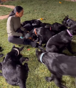 Illustration de l'article : D&egrave;s qu'elle entend son humaine pr&eacute;f&eacute;r&eacute;e allumer la cuisini&egrave;re, cette meute de Bergers Allemands acourt en parfaite harmonie dans la cuisine (vid&eacute;o)